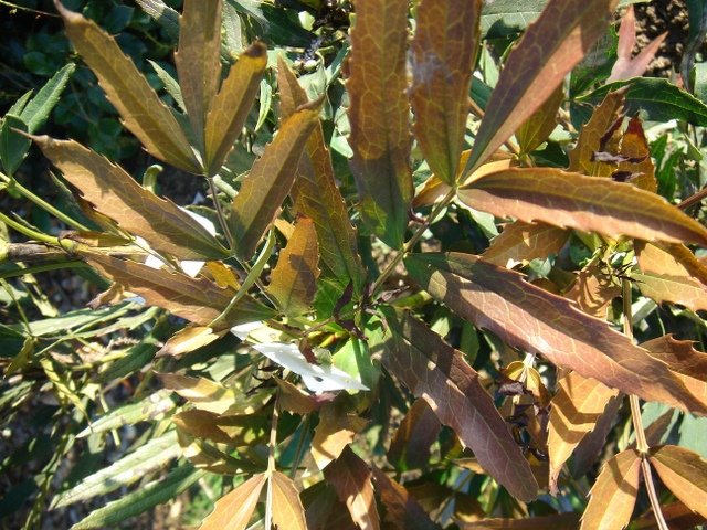 Mahonia fortunei P16